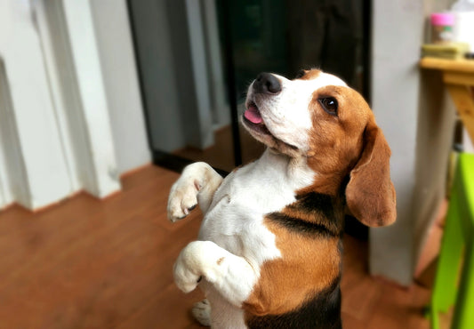 dog lifting up his front paws, looking excited