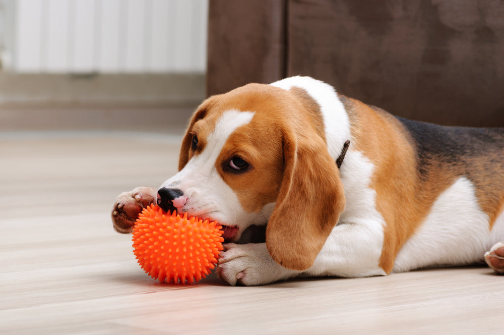 Puppy Teething 101: Teething Phase, Symptoms, and Treatment