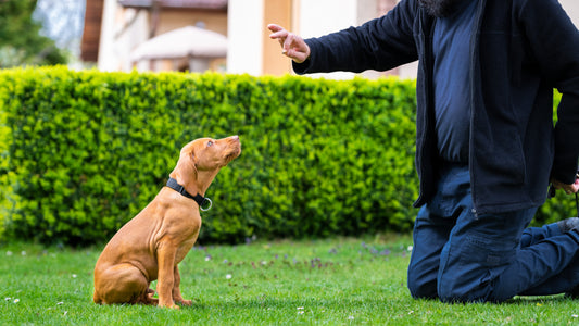 a dog sitting while looking up waiting for the owner to give them a treat
