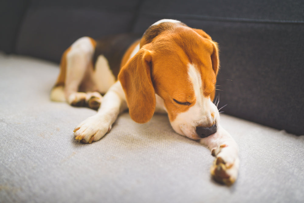 Understanding and Managing Allergies in Dogs