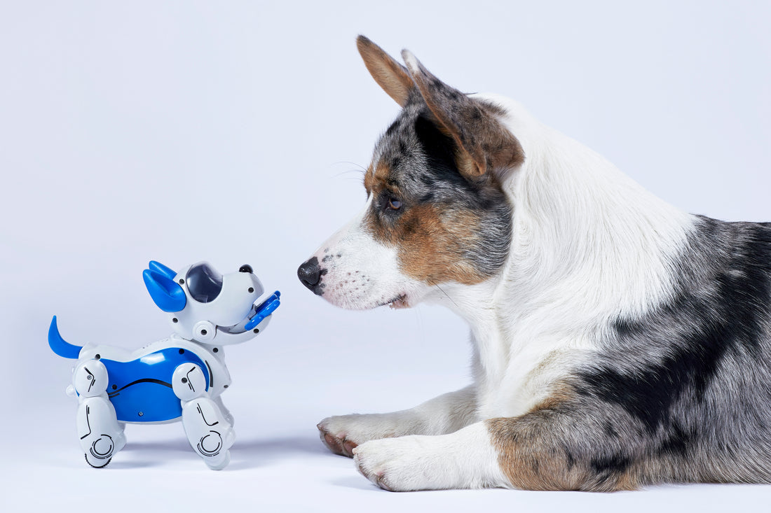 The Best Interactive Dog Toys in 2023