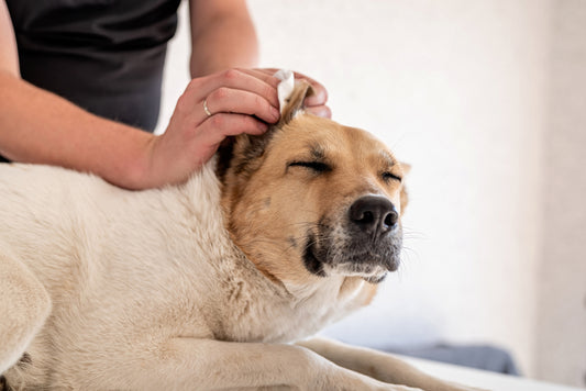 Dog owner cleaning their dog's ear