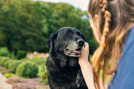 senior dog held by their owner