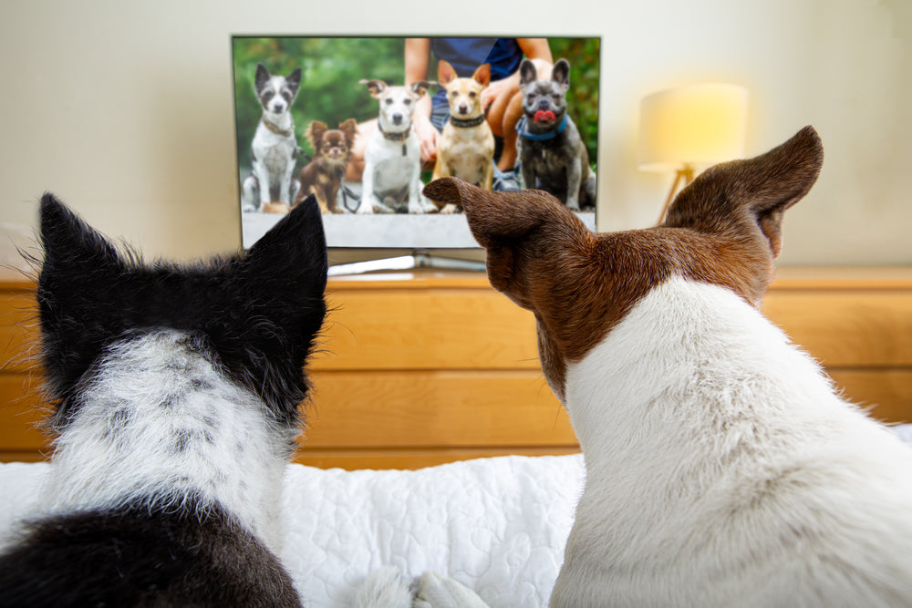 Canine Stars: A Look at Dogs in the Entertainment Industry