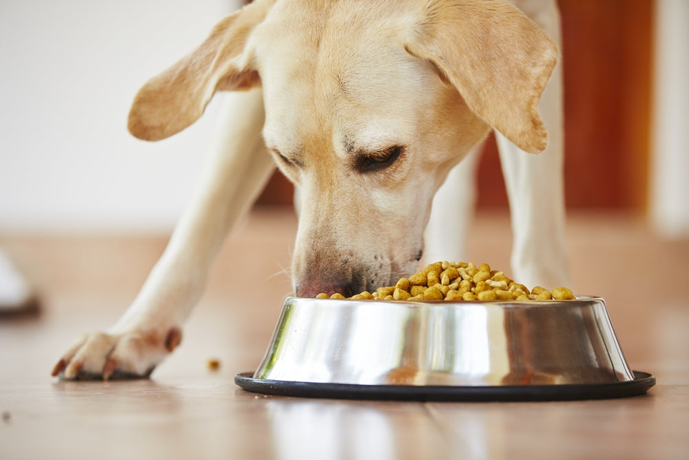 7 Factors to Consider When Choosing the Right Food for Your Dog