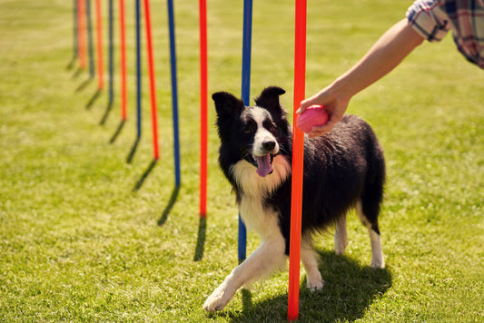 dog doing agility training