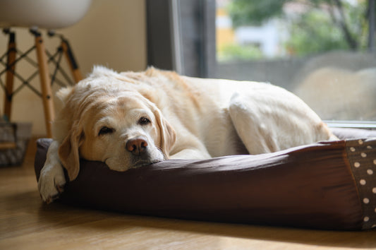 a senior dog relaxing at home