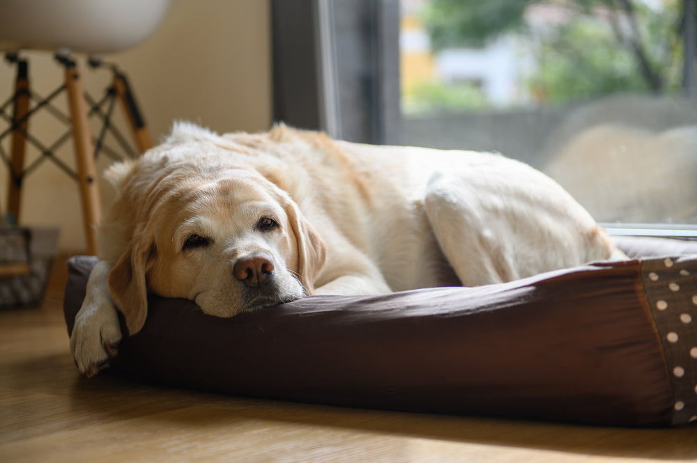 Common Health Issues in Senior Dogs and How to Manage Them