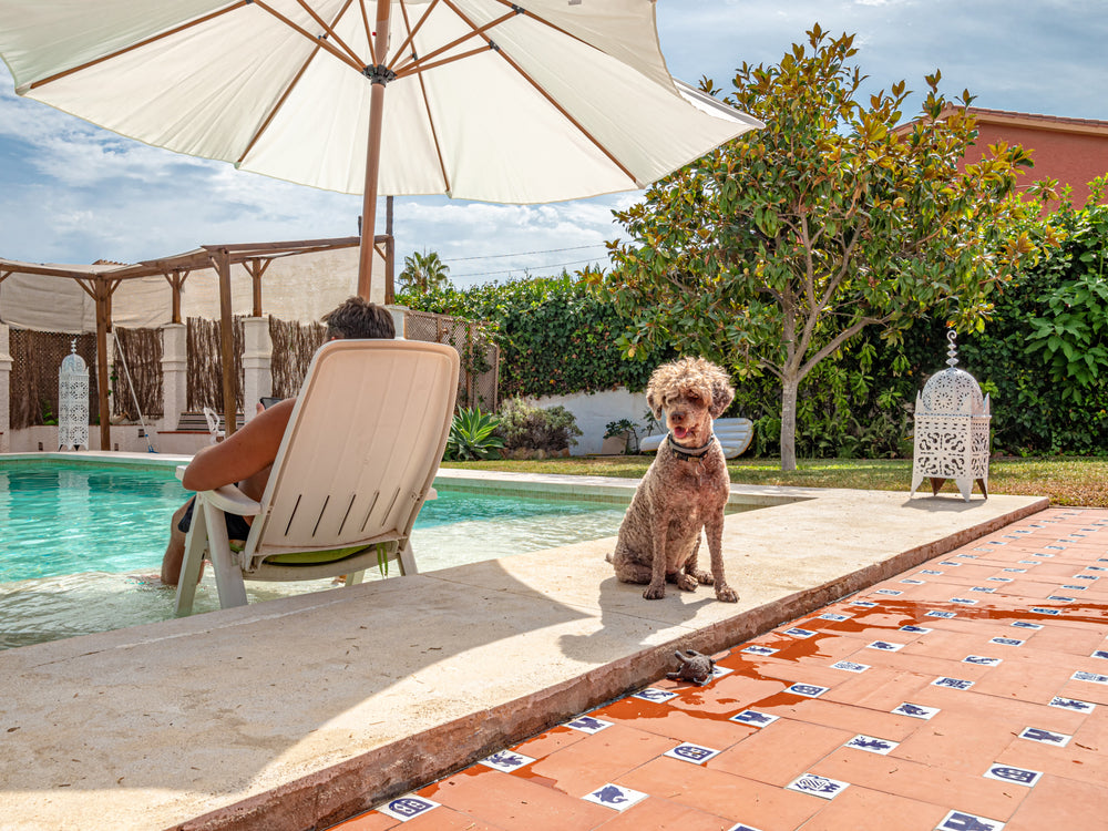 Your Guide to Staying in a Pet-Friendly Airbnb
