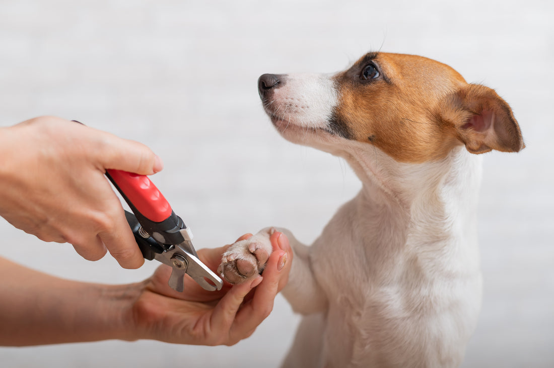 Trim dog's nails