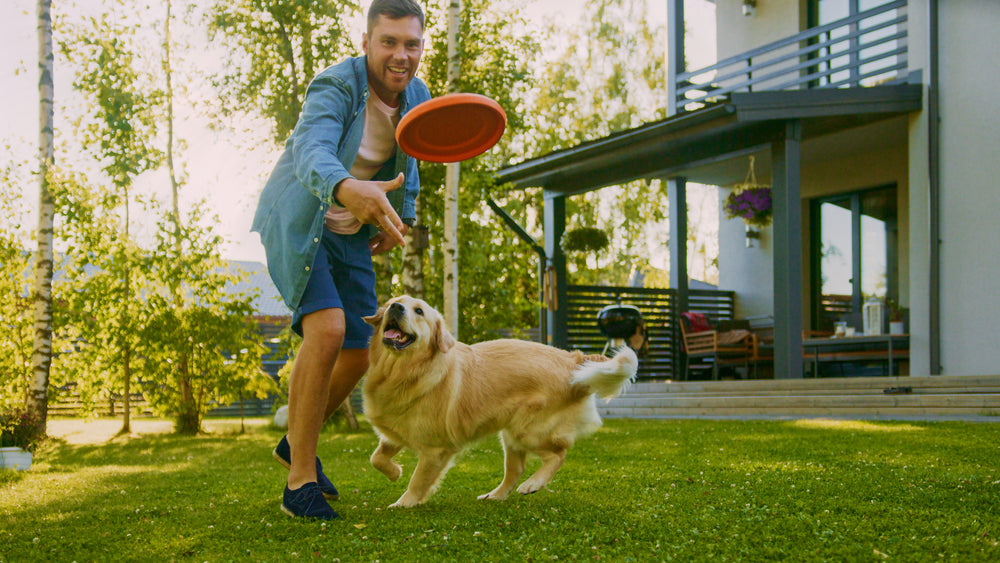 Beyond Sit and Stay: Fun and Engaging Games to Bond with Your Dog