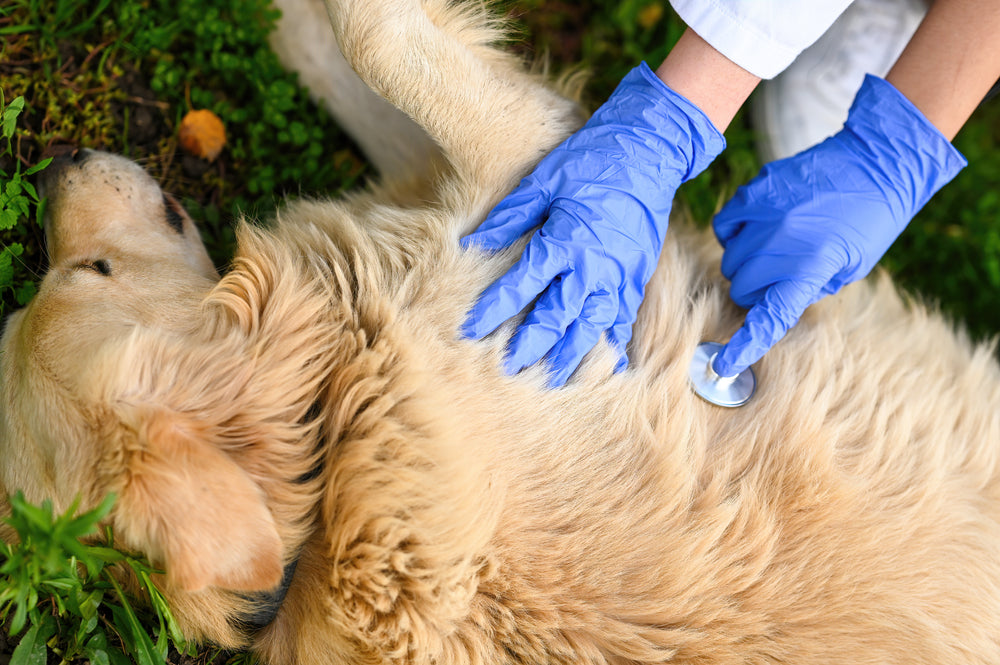 Preventing Common Health Issues in Dogs: Tips for Maintaining Their Well-being