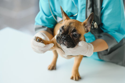 Bacterial Infections in Dogs