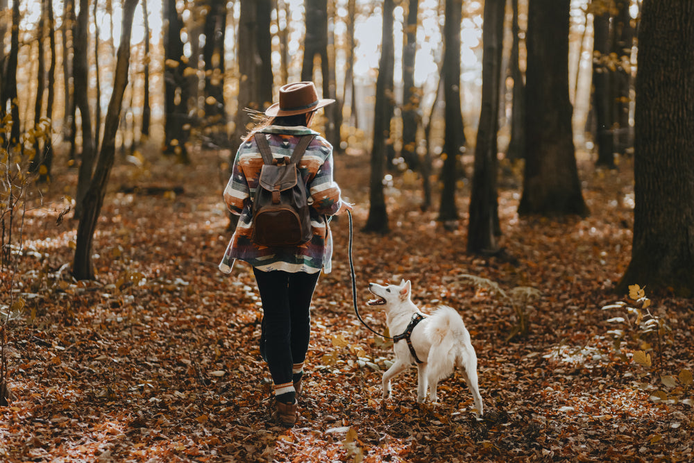 From Couch Potato to Adventure Pup: Training Your Dog for Outdoor Activities