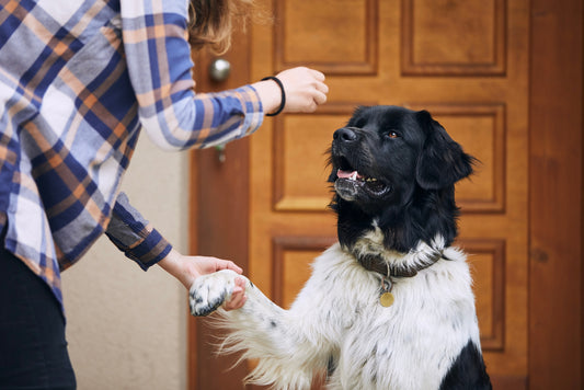 woman giving her dog a treat
