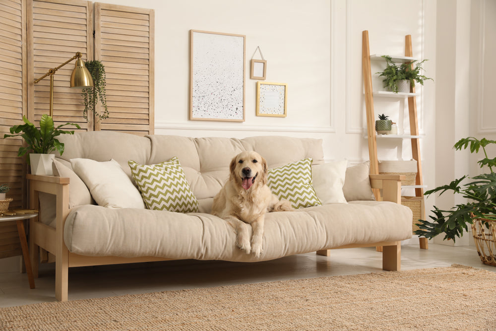 dog sitting on a sofa