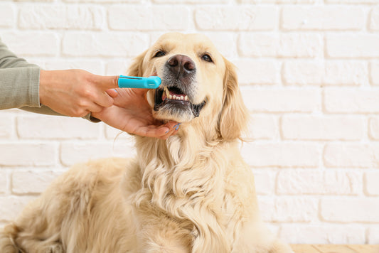 owner brushing her dog's teeth