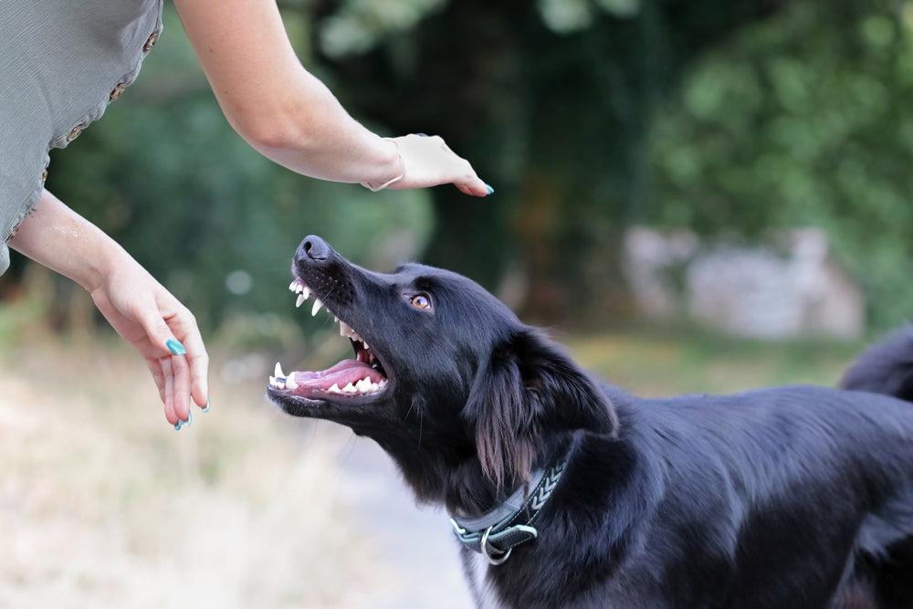 Barking and Whining: Understanding Your Dog's Vocalizations