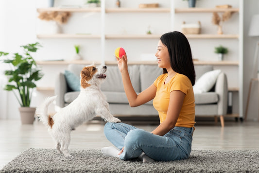 owner playing with joyful dog at home