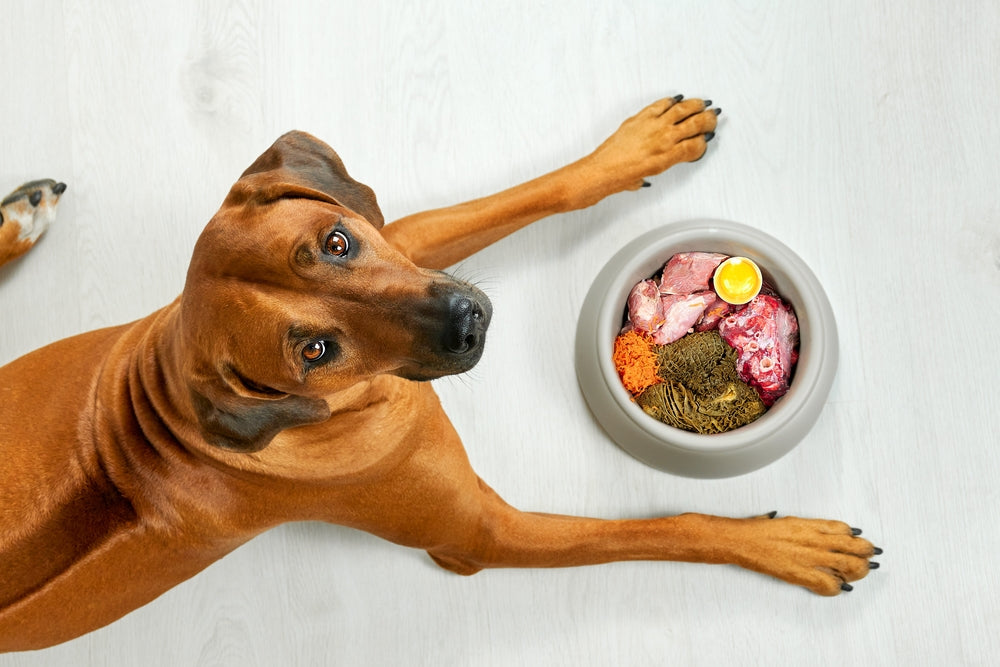 Nutritional Essentials for Optimal Dog Health: What Every Pet Owner Should Know