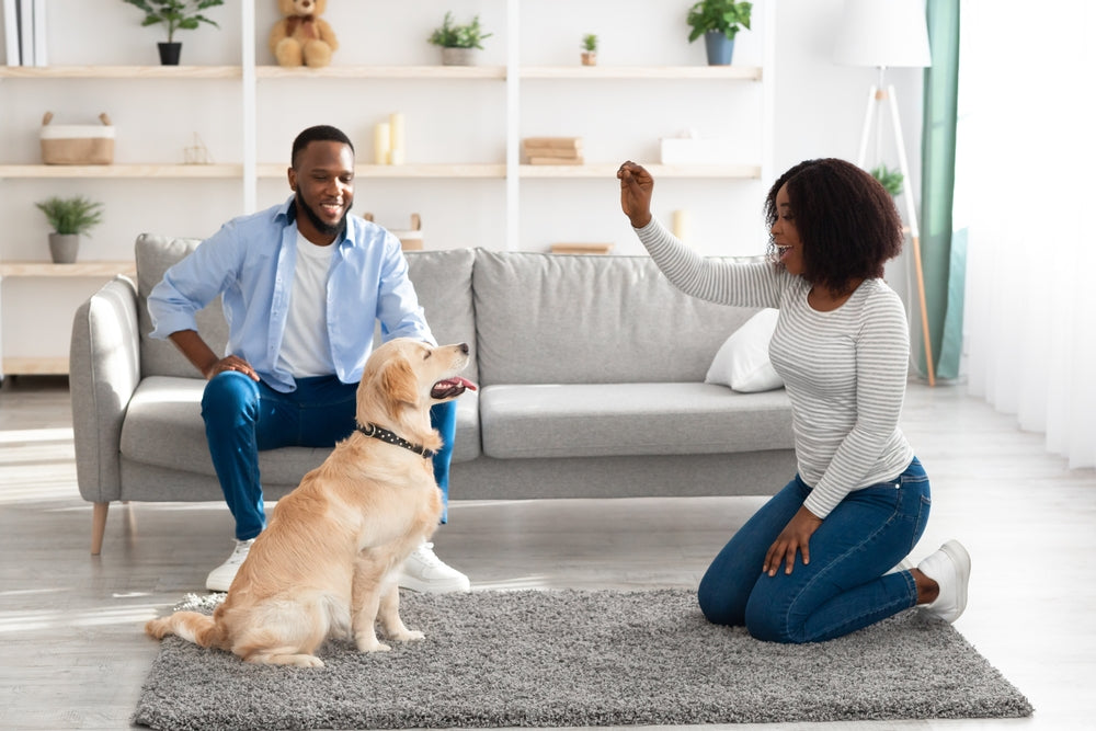 Positive Reinforcement vs. Punishment: The Best Approach to Dog Training
