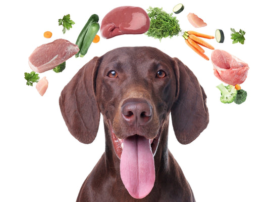 dog edited with nutritious foods above their head