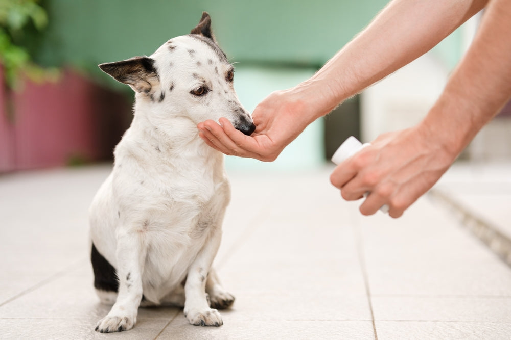 How to Prevent and Manage Joint Problems in Dogs