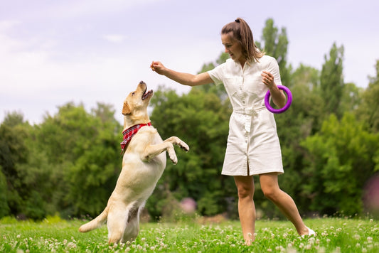 woman training a dog with treat
