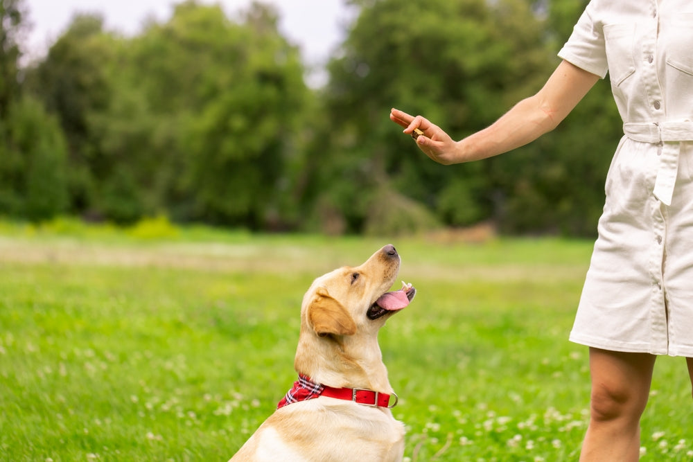 dog owner training their dog outside