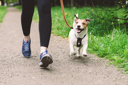 woman walking her dog