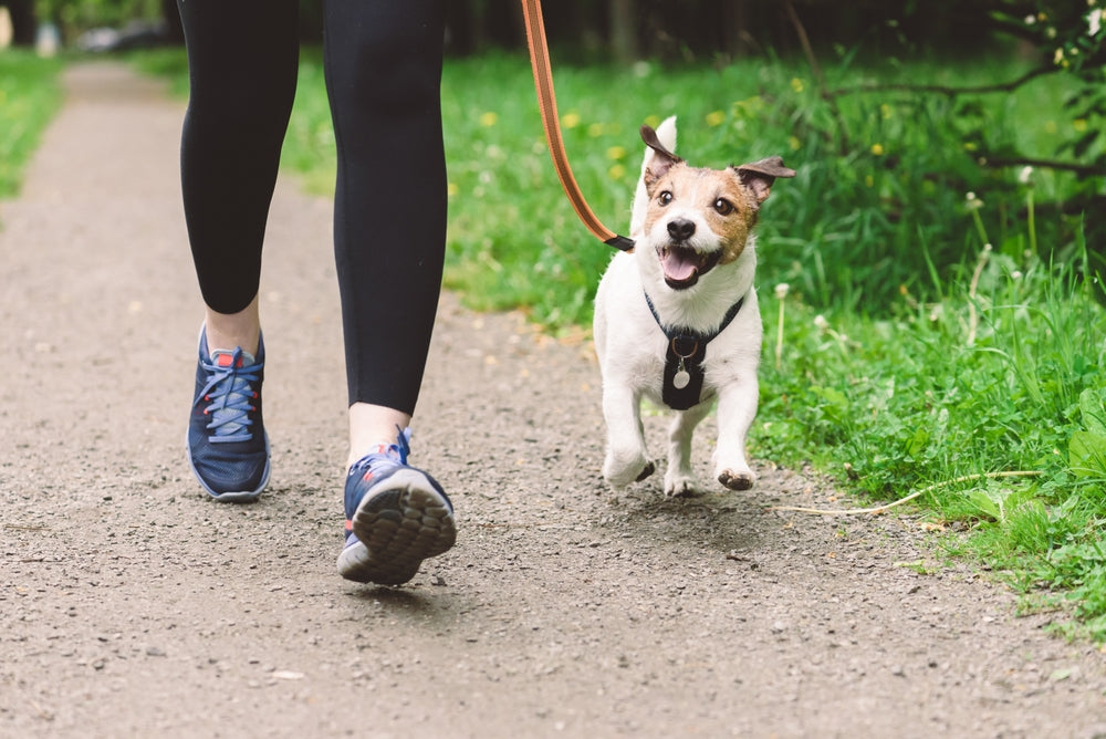 Leash Pulling Blues: Proven Strategies to Walk Your Dog Like a Pro