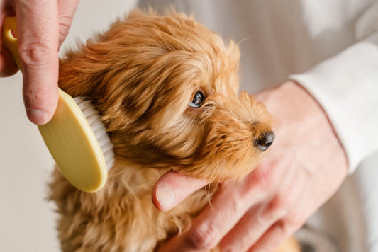 a person brushing their dog's fur