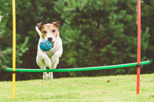 a dog jumping over the bar with a ball in their mouth