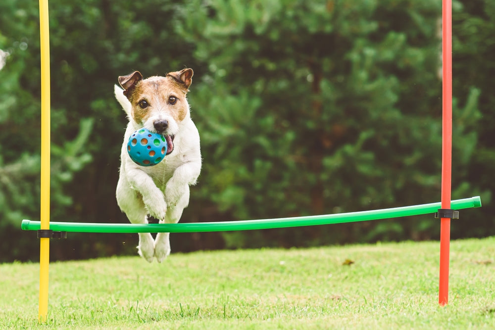 Canine Callisthenics: Creative Ways to Keep Your Dog Fit