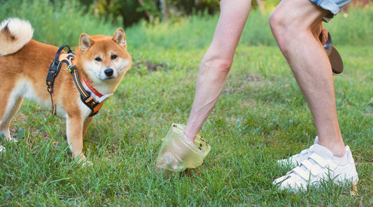 dog owner cleaning after their dog outside