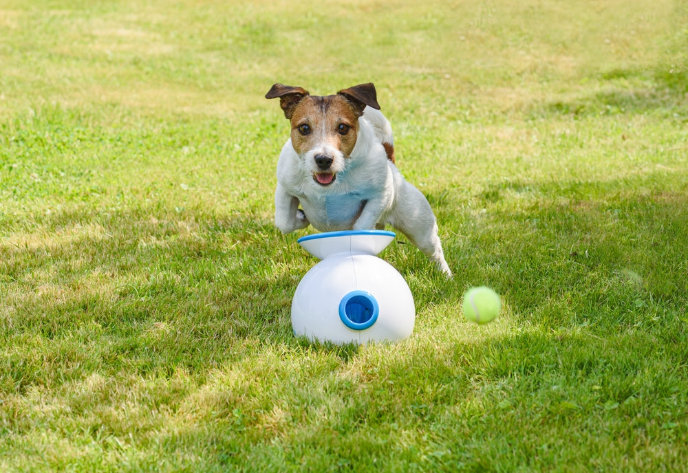 Tech Tools for Training: Apps and Gadgets to Enhance Your Dog's Learning