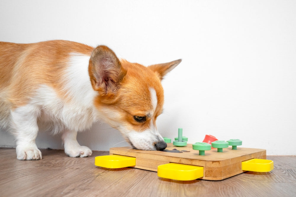 a dog playing with a slow feeder