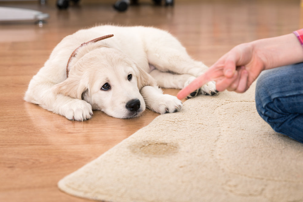 dog and owner looking at the dog's mess on the carpet