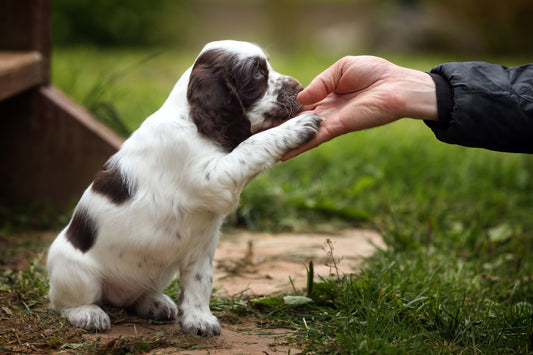 a puppy reaching out they're paw to their owner's hand