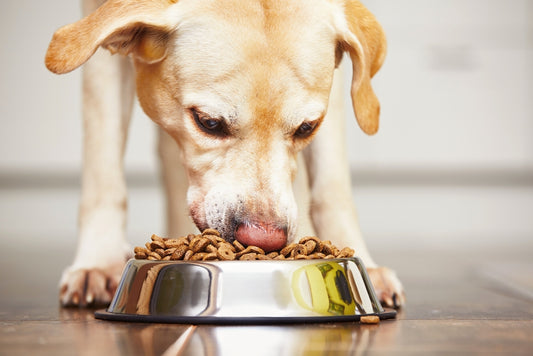 dog eating in his food dish