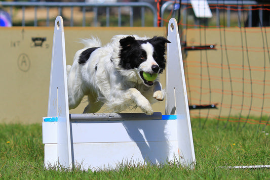 dog playing flyball