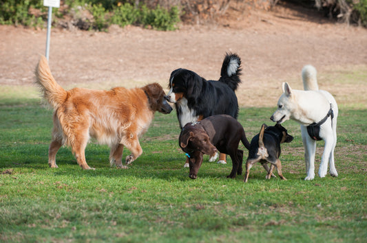 dogs playing outside together