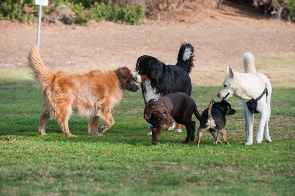 The Benefits of Socialising Your Dog: Preventing Behavioural Issues