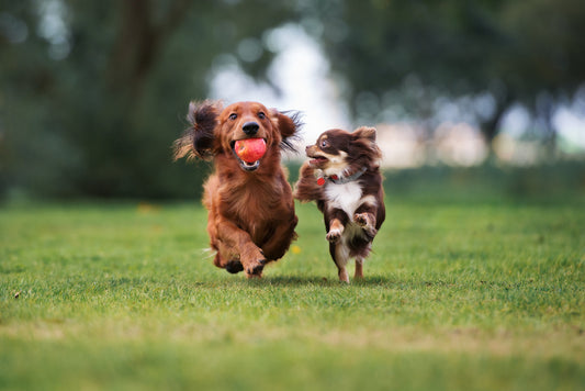 two dogs playing ball and running outside