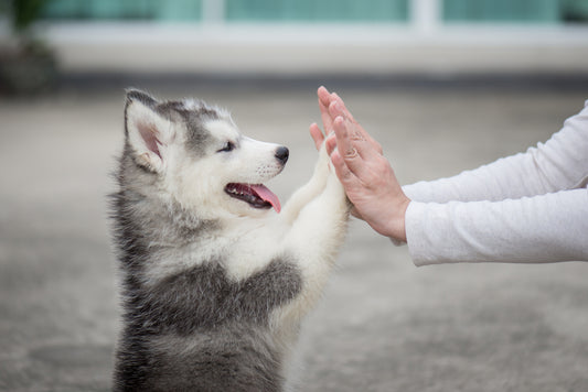 dog doing high-five with their owner