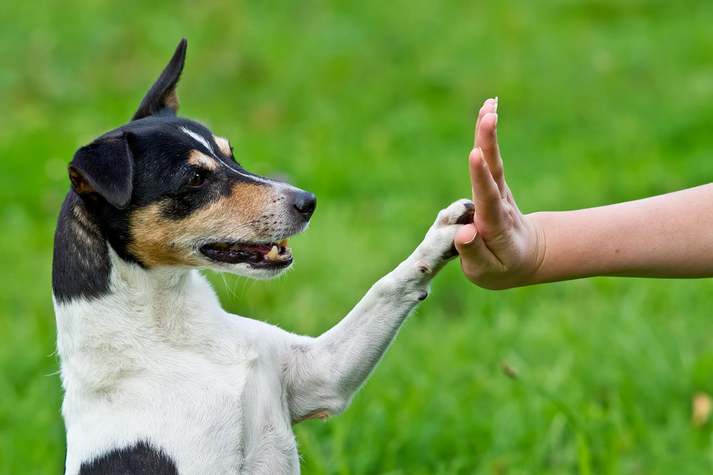 Training a Teenage Puppy