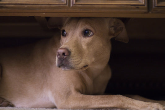 dog hiding under the coffee table
