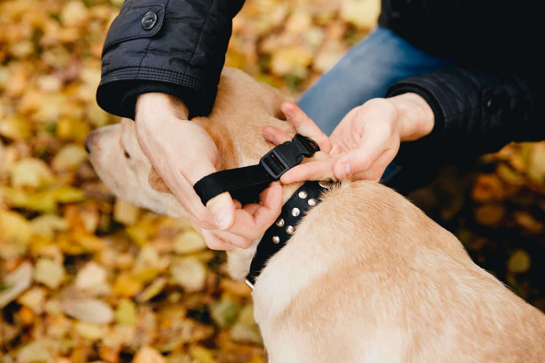 What to Know About Electric Dog Fences