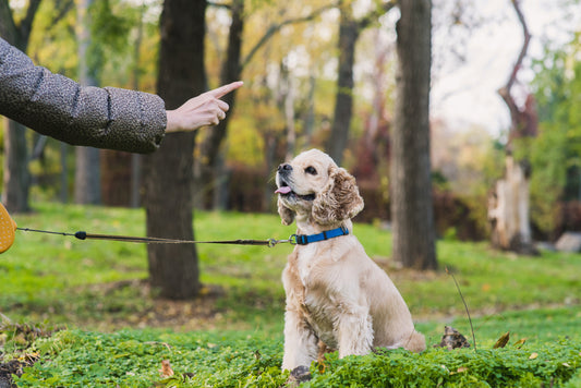 dog sitting, owner training a dog