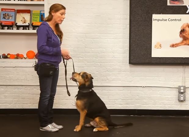 How to Teach Your Dog to Sit | Dog Training